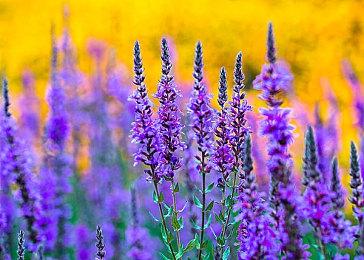 航海经营冒险游戏《风帆纪元》于7月20日登陆主机平台！